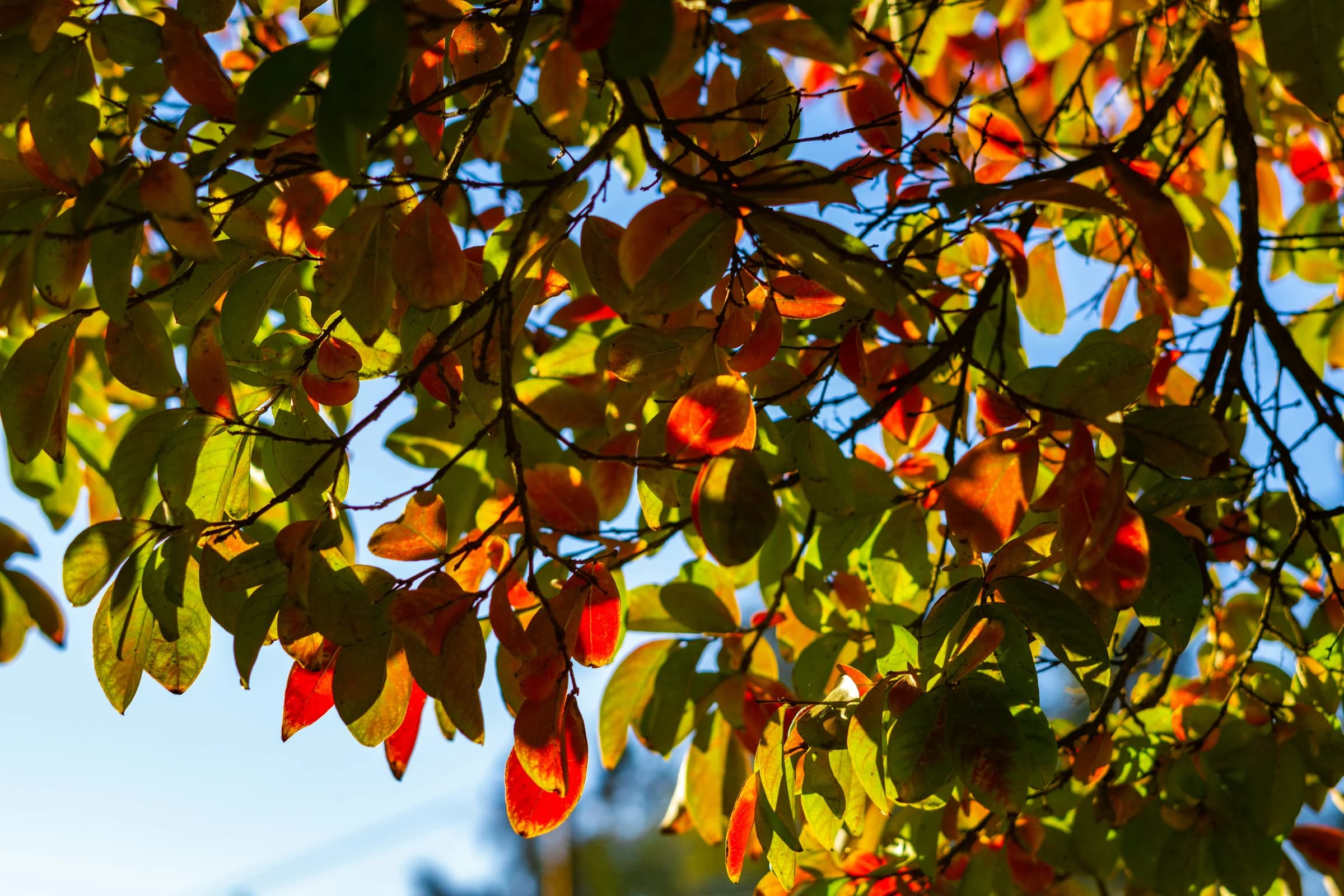 Autumn leaves on a tree changing colour against a blue sky