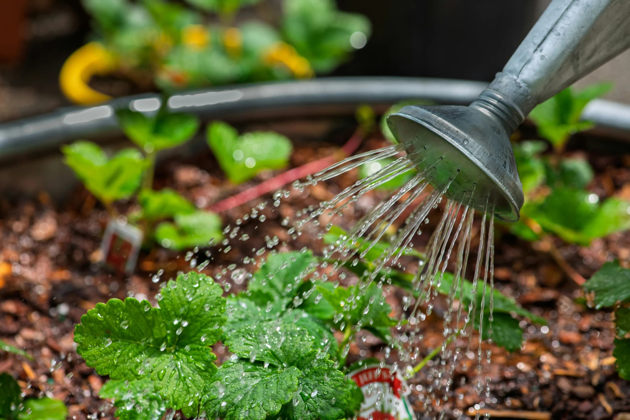 Watering young plants in soil with a metal watering can