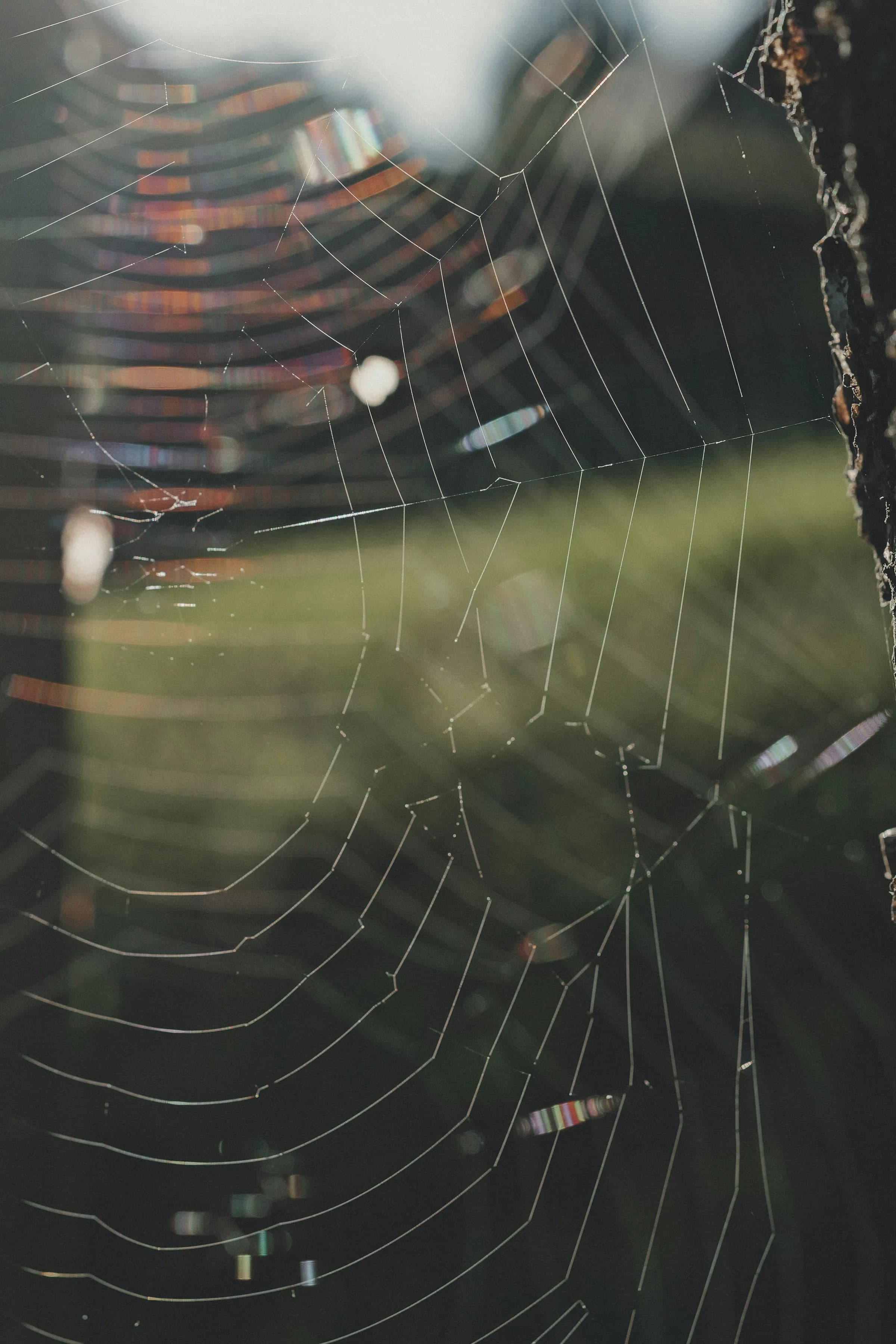 Close-up of a spiderweb covered in dew drops